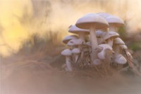 /album/fotogaleria/a3cd81cadfc96f273688008c0d3099209-jpg/