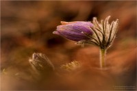 /album/fotogaleria/a4a9cf9c9f8f81805f41ec293dbefc0c2-jpg/